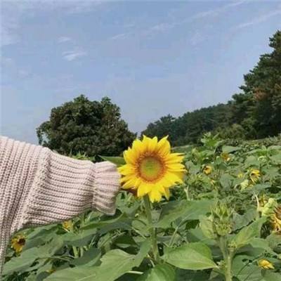 天天拿破仑游戏果盘版下载